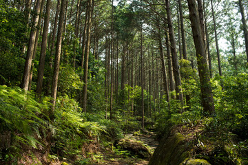 熊野古道の馬越峠