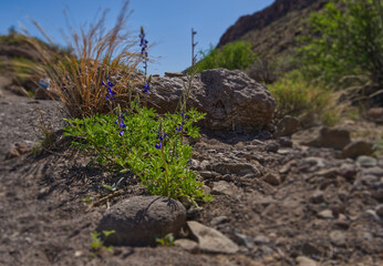 Bluebonnets