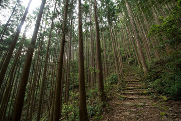 Fototapeta premium 熊野古道の大雲取越