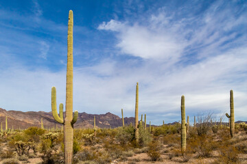 Fototapeta na wymiar Desert Views In Ajo Arizona