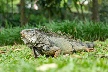 Green iguana in nature