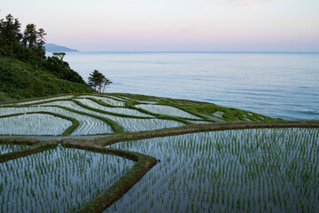 白米千枚田と日本海