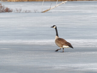 A Canada goose walking on a ice covered lake in Canada