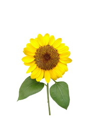 Sunflower isolated on white background.