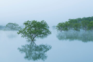 Obraz premium 朝霧と新緑の水没林