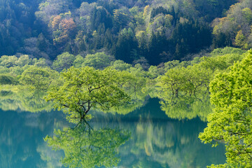 白川湖の水没林