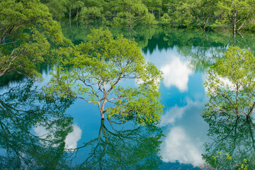 白川湖の水没林と湖面に映る雲