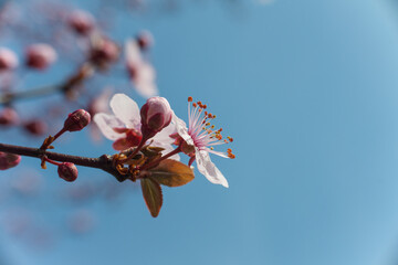 Pink cherry blossoms in early spring