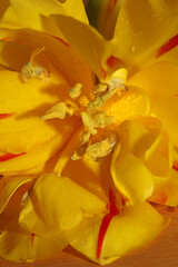 Fototapeta na wymiar Yellow tulip flower stamens close up family liliaceae modern background high quality big print