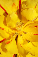 Obraz na płótnie Canvas Yellow tulip flower stamens close up family liliaceae modern background high quality big print