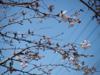 少しだけ咲いた桜の花と蕾