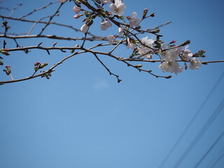 少しだけ咲いた桜の花と蕾