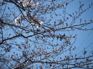 少しだけ咲いた桜の花と蕾