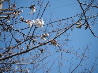 少しだけ咲いた桜の花と蕾