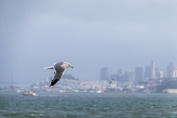 seagull in flight