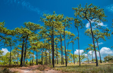 On a walking path on the mountain, Phu Kradueng, Thailand.