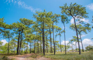 Obraz premium On a walking path on the mountain, Phu Kradueng, Thailand.