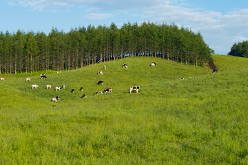 乳牛のいる牧場風景