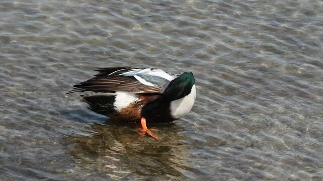 Male Northern Shoveler (Spatula clypeata)  preening in shallow fresh waters along the coast of Texas in winter