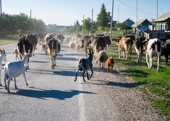 A herd of cows and goats walks down the street of a village in Russia © Sergey