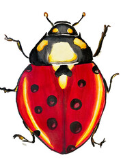 bug, insect in watercolor, colored pencils on white background