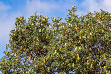 Coast Banksia tree in flower