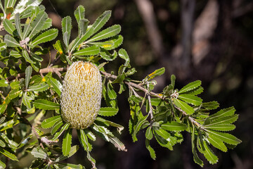 Saw-tooth Banksia plant in flower