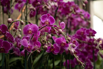 Orchid