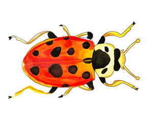 bug, insect in watercolor, colored pencils on white background