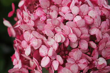 Obraz premium Closeup of pink hydrangea flowers in full bloom