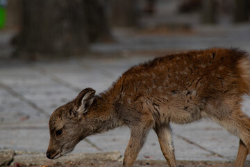 deer in japan
