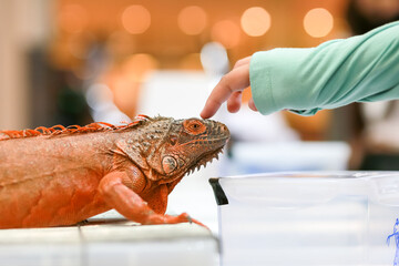 A tame and cute orange iguana with a maiden hand in a wildlife mall was on display.