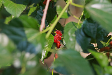 Fresh mulberries on the plant look delicious. Healthy and delicious fruit makes you feel refreshed. Mulberry Summer in Thailand