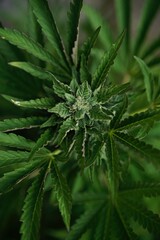 close up of hemp leaf