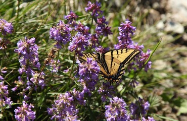 Two-Tailed Swallowtail (Papilio multicaudata) butterfly on purple wildflowers in Beartooth Mountains, Montana