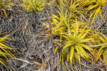 Flora do Agreste Paraibano