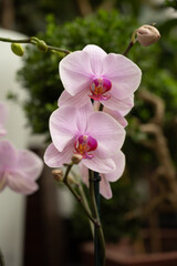 Fototapeta na wymiar flower Orchid