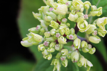 Top view of white hydrangea flowers opening