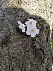 tree with flowers