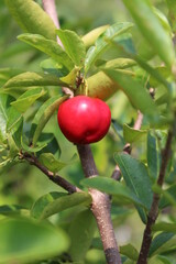 red apple on a tree
