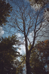 Fototapeta na wymiar Tree in Fall