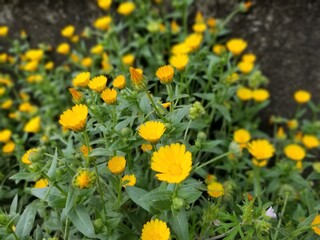 yellow flowers in the garden