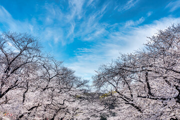 上野公園満開の桜