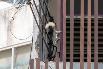 Close-up of squirrels on building walls and power lines. Most of the causes of power outages are...