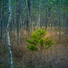 A beautiful springtime scenery of a swampy forest in Northern Europe. Spring landscape of a wet forest and small trees growing.