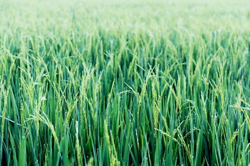 Paddy rice in the field on the morning ,Paddy gold rice on the sunset.	