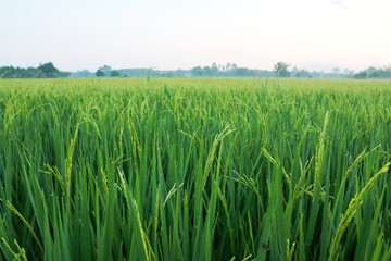 Paddy rice in the field on the morning ,Paddy gold rice on the sunset.	