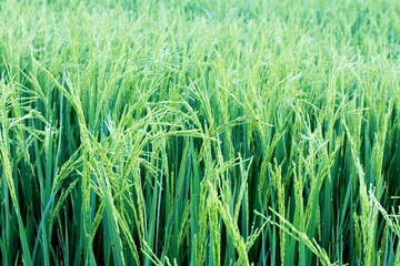 Paddy rice in the field on the morning ,Paddy gold rice on the sunset.	