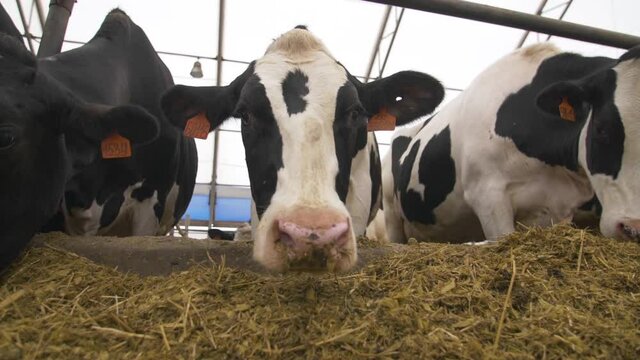Feeding cows with hay on the farm