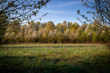 Fototapeta premium A view towards lined trees from between two blooming branches during springtime